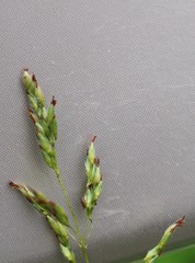 Spodiopogon formosanus