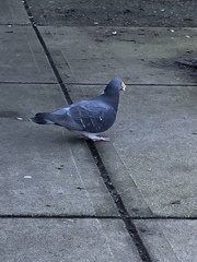 Columba livia domestica