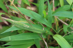 Spodiopogon formosanus