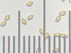 Cortinarius cylindripes