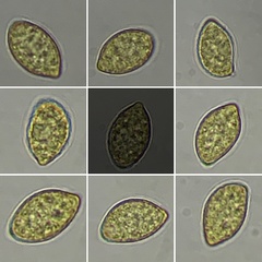 Cortinarius cylindripes