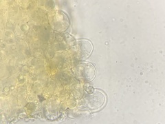 Cortinarius cylindripes