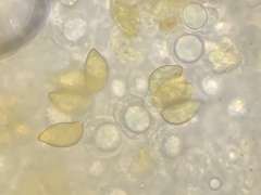 Cortinarius cylindripes