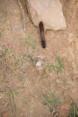 Macrothylacia digramma