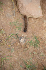 Macrothylacia digramma