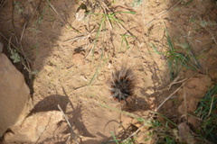 Macrothylacia digramma