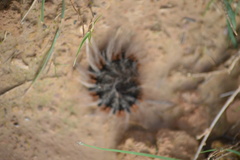 Macrothylacia digramma