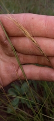 Aristida congesta congesta