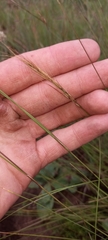 Aristida congesta congesta
