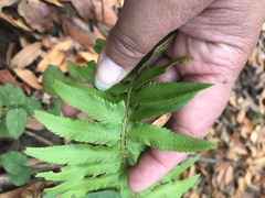 Polystichum californicum × munitum