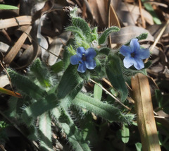 Alkanna strigosa