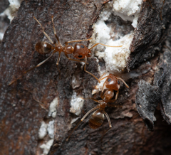 Iridomyrmex pallidus