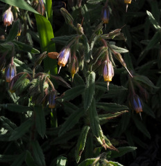 Podonosma orientalis