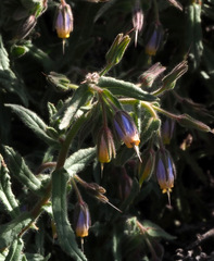 Podonosma orientalis