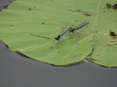 Erythromma najas