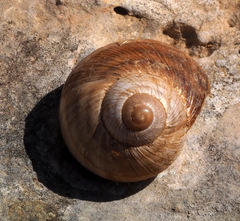Helix engaddensis