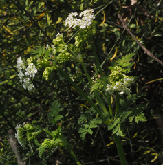 Anthriscus lamprocarpus