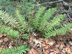 Polystichum californicum × munitum