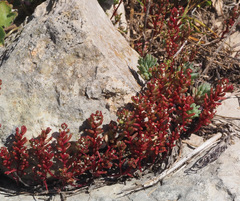 Sedum microcarpum