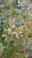 Gaiadendron punctatum