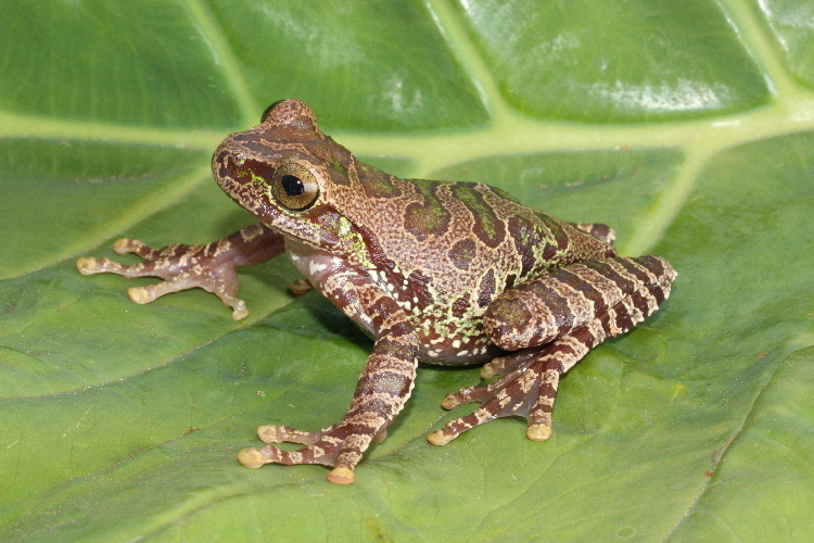 Ranita de bosque de nubes de Oaxaca (anfibios de ver) · iNaturalist