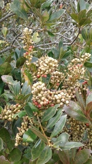 Gaiadendron punctatum