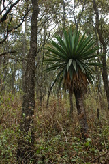 Furcraea parmentieri