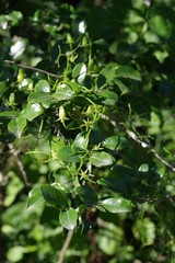 Bowiea volubilis