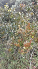 Gaiadendron punctatum