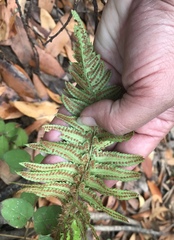 Polystichum californicum × munitum