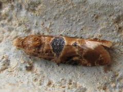 Lobesia yasudai