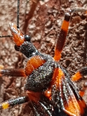 Havinthus rufovarius