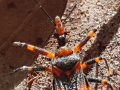 Havinthus rufovarius