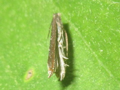 Ancylis selenana