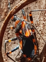 Havinthus rufovarius