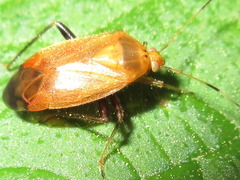 Castanopsides kerzhneri