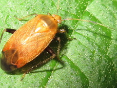 Castanopsides kerzhneri