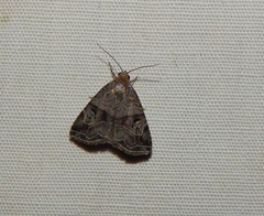 Ozarba megaplaga