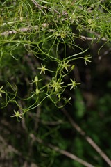Bowiea volubilis