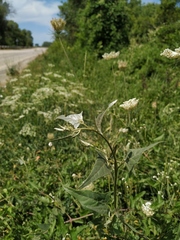 Atriplex micrantha