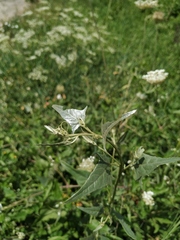 Atriplex micrantha