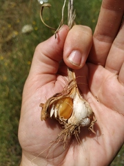 Allium atroviolaceum