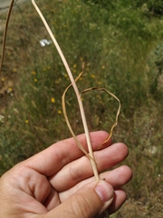 Allium atroviolaceum