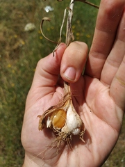 Allium atroviolaceum