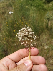 Allium atroviolaceum