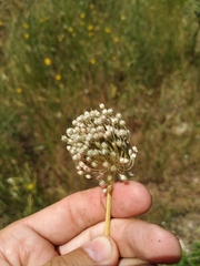 Allium atroviolaceum