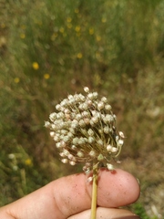 Allium atroviolaceum