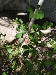 Hippocrepis emerus emeroides