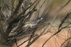 Purnella albifrons