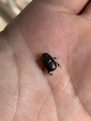 Onthophagus ebenus